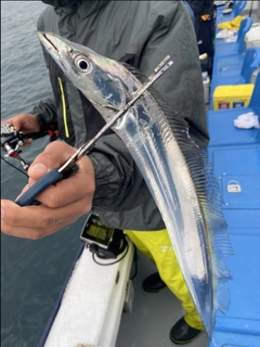 タチウオの釣果