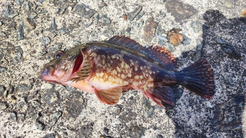 カサゴの釣果