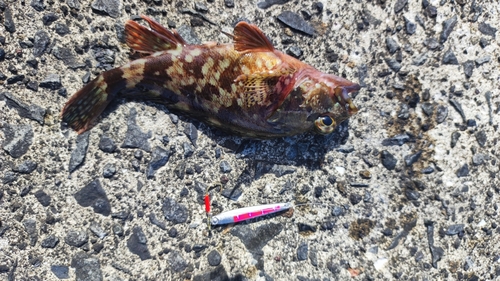 カサゴの釣果