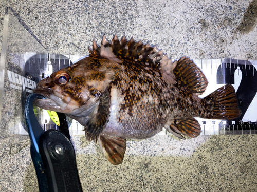 オウゴンムラソイの釣果