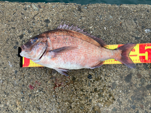 タイの釣果