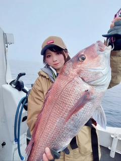 マダイの釣果