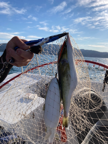 シロサバフグの釣果