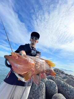 アコウの釣果