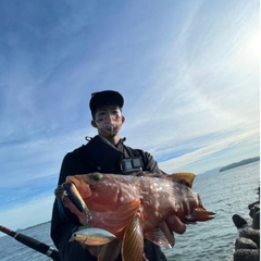 アコウの釣果