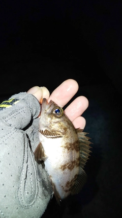 クロメバルの釣果