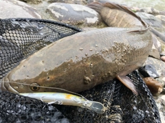 ライギョの釣果