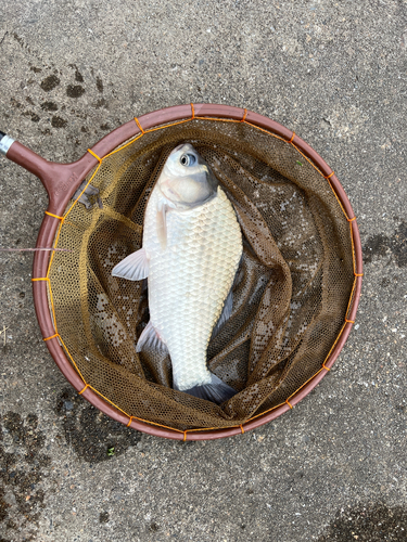 フナの釣果