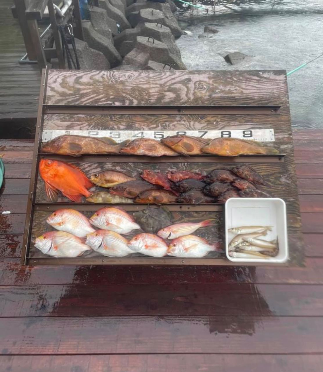 チカメキントキ