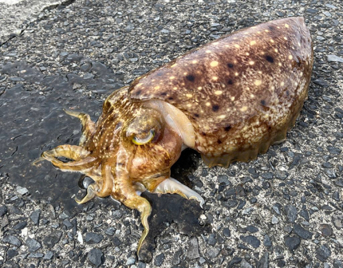 コブシメの釣果