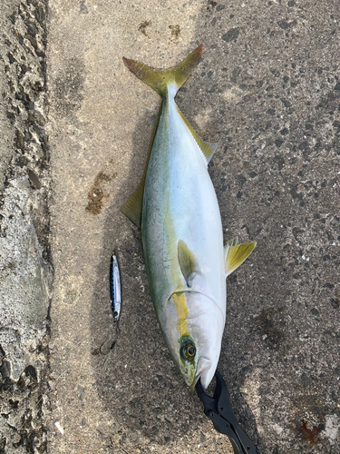 ツバスの釣果