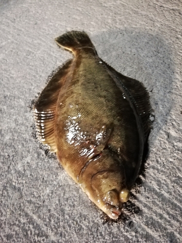 カレイの釣果