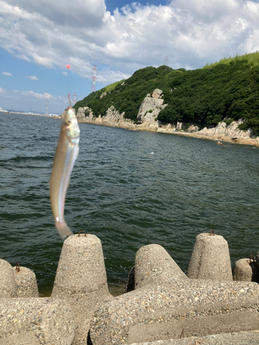 シロギスの釣果