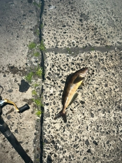 ホッケの釣果