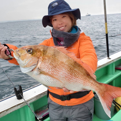 マダイの釣果