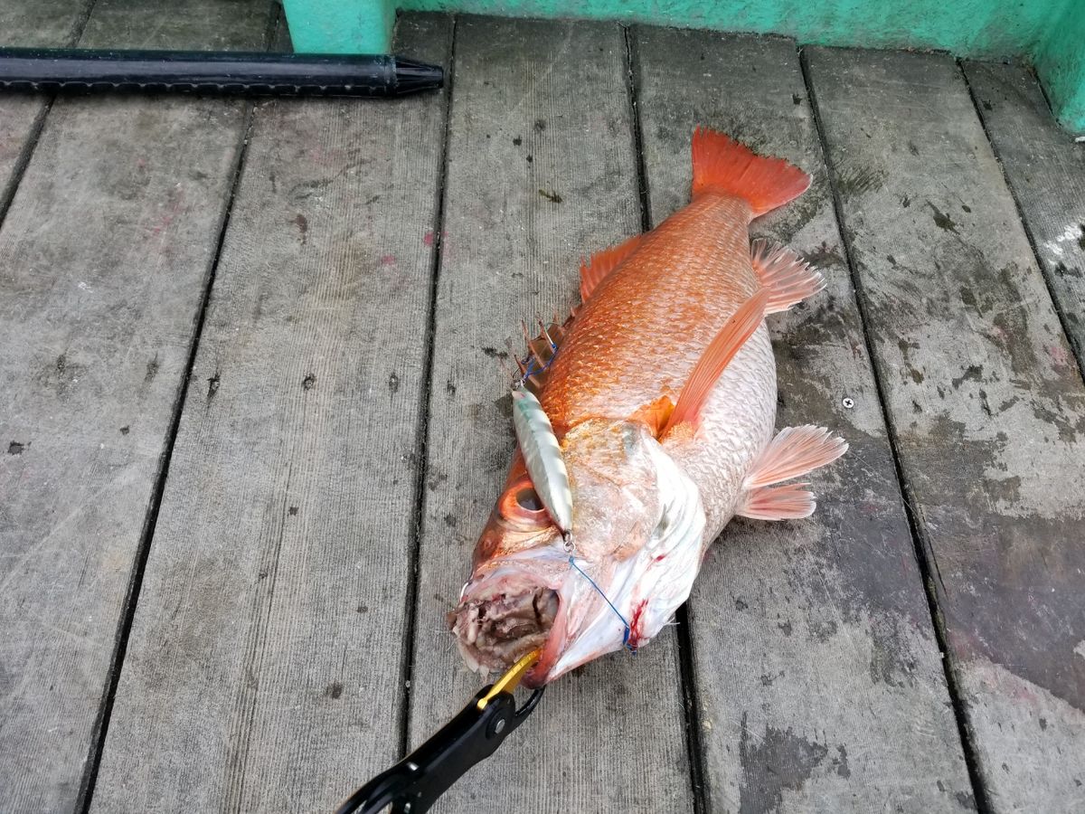 tsuryudoみさんの釣果 1枚目の画像