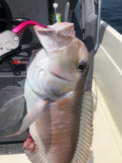 シロアマダイの釣果