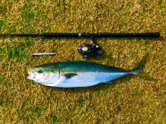 ブリの釣果