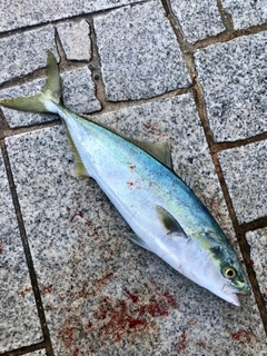 ハマチの釣果