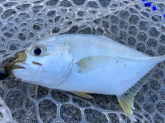 メッキの釣果