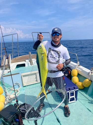 シイラの釣果