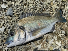 ミナミクロダイの釣果