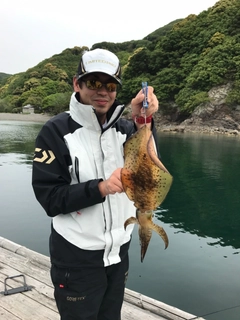 イカの釣果