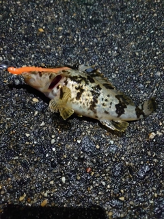 タケノコメバルの釣果