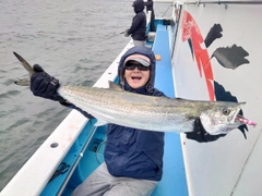 サワラの釣果