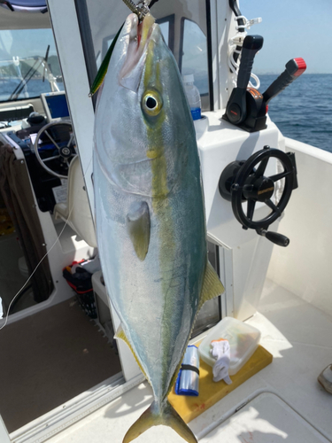 ハマチの釣果