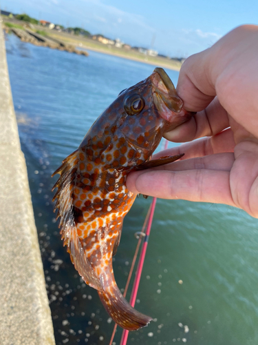 キジハタの釣果