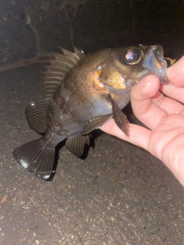 シロメバルの釣果