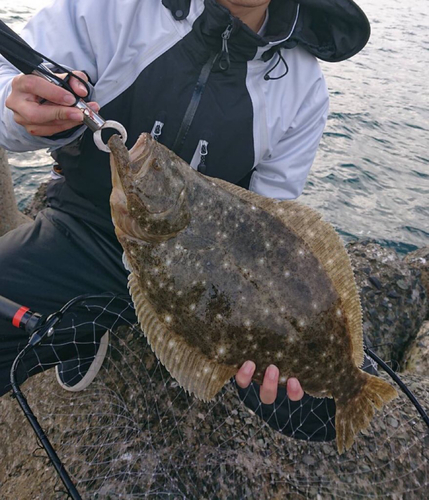 ヒラメの釣果