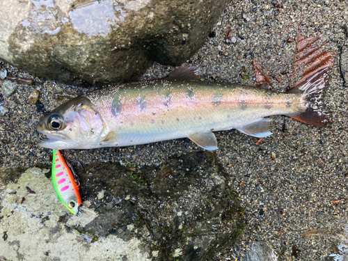 ヤマメの釣果