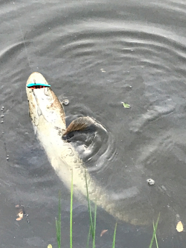 ライギョの釣果