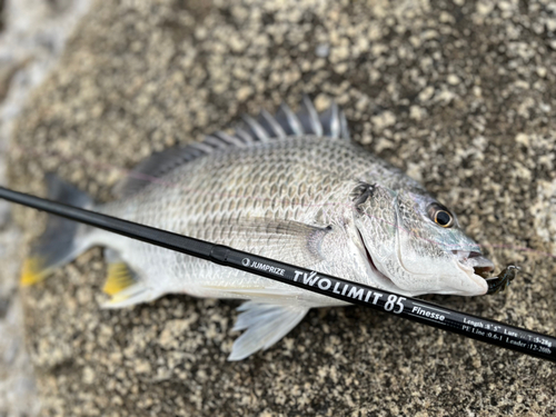 キビレの釣果