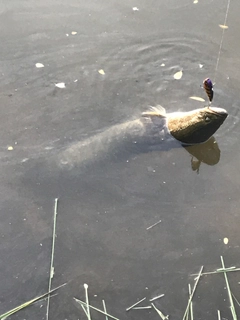 ライギョの釣果