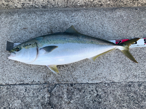 ブリの釣果