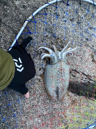 シリヤケイカの釣果