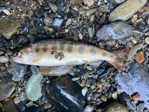 ヤマメの釣果