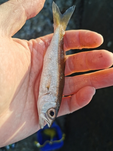 ムツの釣果