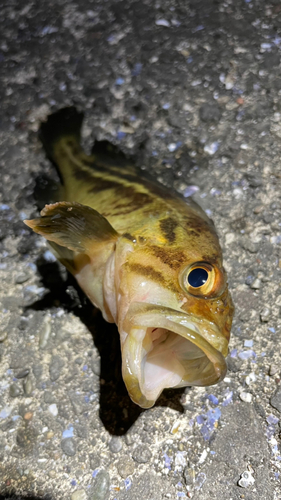 シマソイの釣果