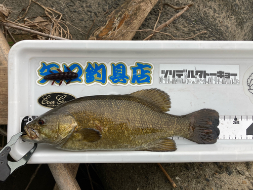 スモールマウスバスの釣果