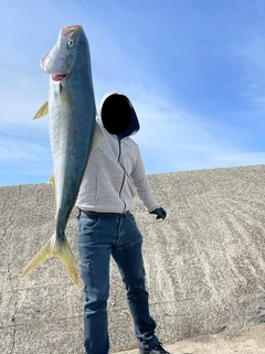 ブリの釣果