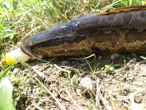 ライギョの釣果