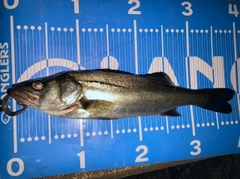 セイゴ（ヒラスズキ）の釣果