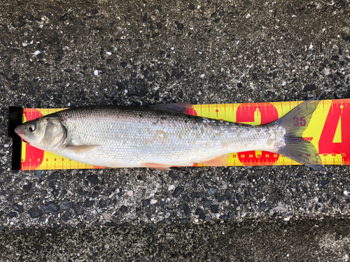 ウグイの釣果