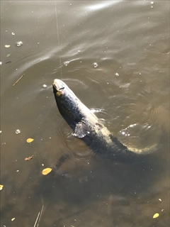 ライギョの釣果