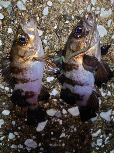 メバルの釣果