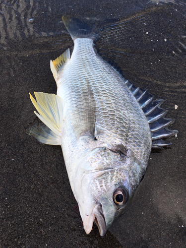 キビレの釣果